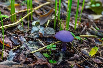 Cortinarius violaceus mushroom on the Trakhtemyriv Peninsula. Ukraine