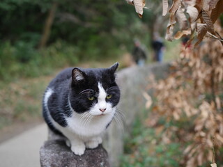 A cat is playing in front of the house.
