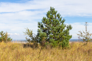 Fototapeta premium Autumn forest on the Trakhtemiriv peninsula. Ukraine