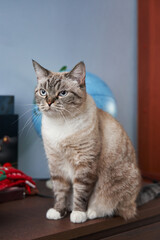 A poised grey cat, displaying wisdom, gazes intently next to a globe, embodying a sophisticated...