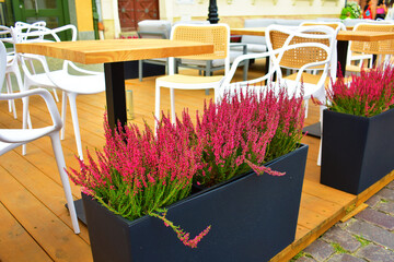 Small pink flowers in dark-grey rectangular pots in an outdoor cafe with wooden tables and chairs. Floristry and design. Restaurant without visitors. Torun, Poland, August 2023  