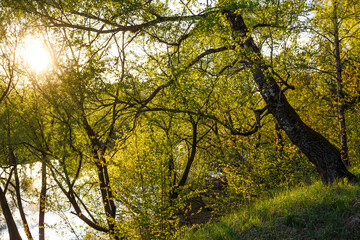 Sunny spring landscape with a birch tree growing on a slope near the river