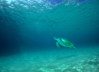 Fototapeta na wymiar a green turtle swimming in the caribbean sea