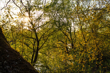 Lush foliage on the trees in the spring forest