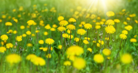   Flowers of dandelion are in the rays. Natural spring background with blooming dandelions flowers. Many yellow dandelion flowers on meadow in nature. - obrazy, fototapety, plakaty