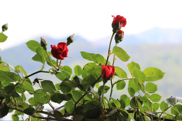 The Elegance of Love: Romantic Moments Touched by Red Roses' Magic