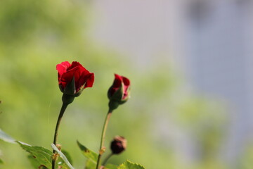 The Elegance of Love: Romantic Moments Touched by Red Roses' Magic