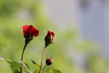 The Elegance of Love: Romantic Moments Touched by Red Roses' Magic