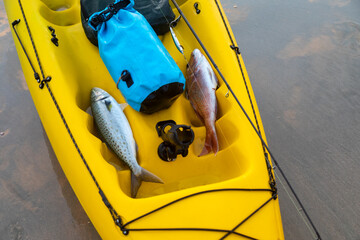 Fish caught by Fisherman in his kayak. Spirits Bay, Northland, New Zealand. 6 January 2024