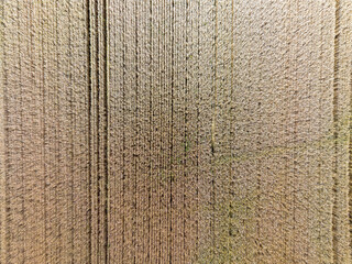 Cornfield, ripe and yellow with various structures taken from above, drone shot