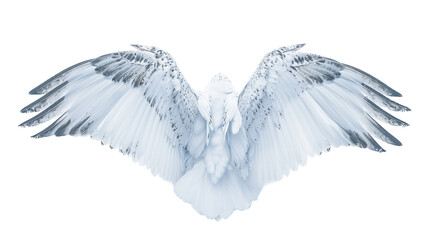 Portrait of Snow Angel Wings On Transparent Background