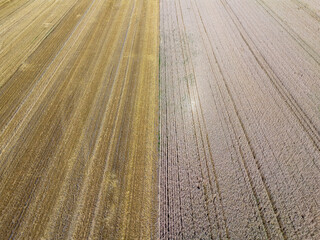 Fototapeta premium Cornfield, ripe and yellow with various structures taken from above, drone shot
