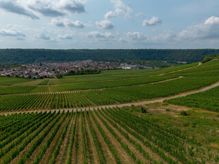 Vine field, green with fruits with different structures taken from above, drone shot