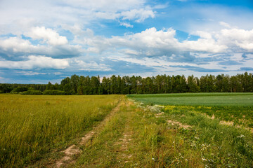 Overgrown and sown agricultural fields separated by a path, two-field farming system