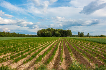 Fototapeta na wymiar Landscape with a view of an agricultural field with plantings in beds against the backdrop of copses