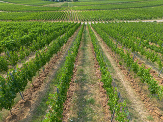 Fototapeta na wymiar Vine field, green with fruits with different structures taken from above, drone shot