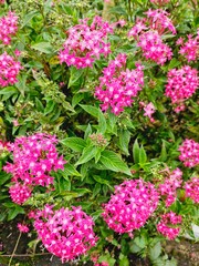 Magenta Pink Flowers Indonesia