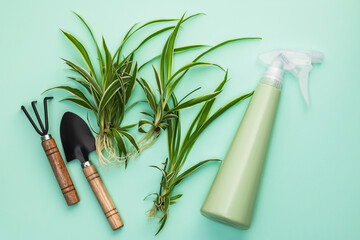 Sprouted chlorophytum sprouts and garden tools on a bluish background. Transplantation and...