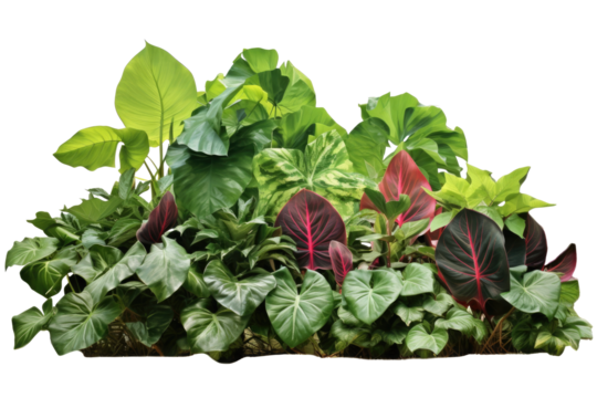 green leaves of tropical plants bush (Monstera, palm, rubber plant, pine, bird's nest fern)., isolated on a transparent background. PNG cutout or clipping path.	