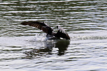 Aterrissagem de um Biguá na lagoa de Guaratiba para a distribuição de peixes para as aves. 