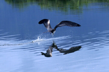 Fragata em uma pesca bem sucedida na lagoa de Guaratiba - Maricá - RJ