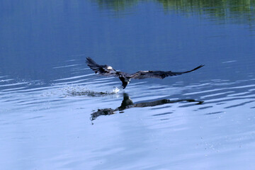 Fragata em uma pesca bem sucedida na lagoa de Guaratiba - Maricá - RJ