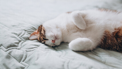 Cute White cat with gray spots sleeps in a bed. The cat is resting, soft focus. Funny home pet. Concept of relaxing and cozy wellbeing. Sweet dream. Full body