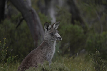 Side portrait of an eastern grey kangaroo in the bush