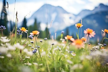wildflowers blooming in an alpine meadow with peaks behind - obrazy, fototapety, plakaty