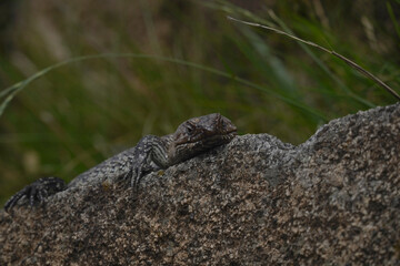 Cunningham's spiny-tailed skink (Egernia cunninghami) resting on a rock