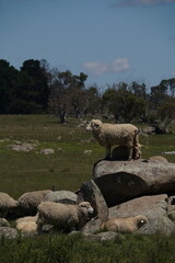 Sheep standing on boulders in New South Wales, Australia