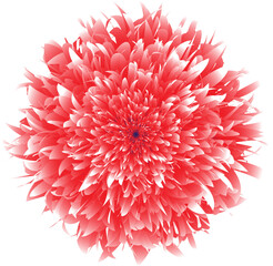 red dahlia flower- illustration png