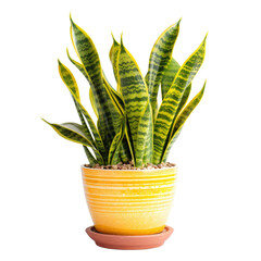 snake plant in a yellow pot, isolated on a transparent background. PNG cutout or clipping path.	