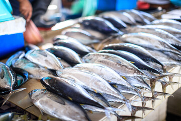 A Fresh Catch Display at Sabah Fishing Market