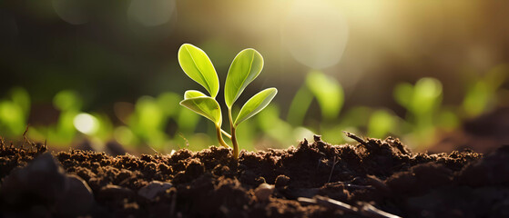 Young plant growing on soil. The seed is growing from the rich soil in the morning with sunlight that is shining. World environment day. - obrazy, fototapety, plakaty