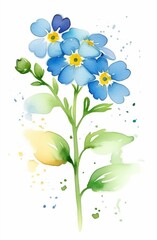 blue forget-me-not flower on a white background, watercolor, drawing, illustration, screensaver