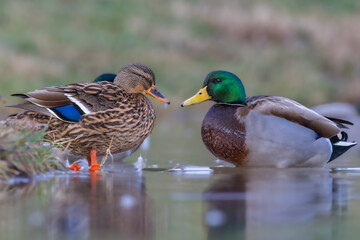 mallard duck in a pond in the light of a winter morning