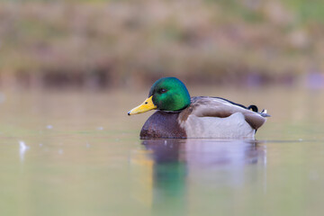 mallard duck in a pond in the light of a winter morning