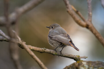 Female Black Redstart perched on a tree branch