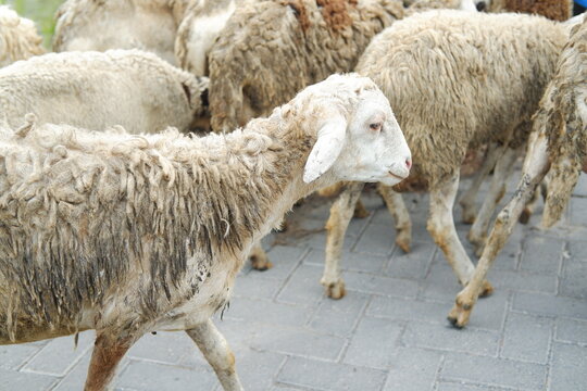 Sheep and lambs on the street in the village, closeup of photo