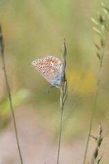 Common blue butterfly - Polyommatus icarus