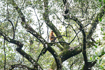 A Proboscis Monkey Perched in Sabah’s Lush Greenery