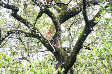 A Proboscis Monkey Perched in Sabah’s Lush Greenery