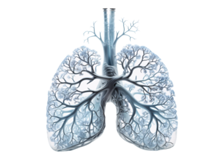 human lung isolated