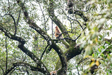 A Proboscis Monkey Perched in Sabah’s Lush Greenery