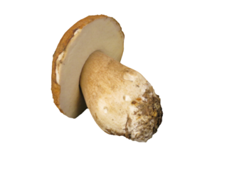 sale market various mushrooms