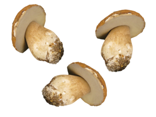 sale market various mushrooms