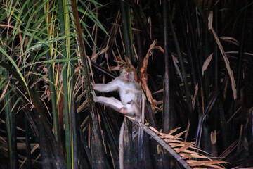 Monkeys Amidst the Lush Green Foliage