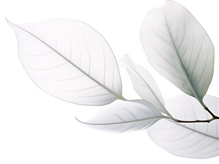 Fototapeta na wymiar black and white leaf