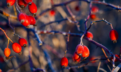 rose hips. poppies with frost on them on a beautiful sunny winter morning. - obrazy, fototapety, plakaty
